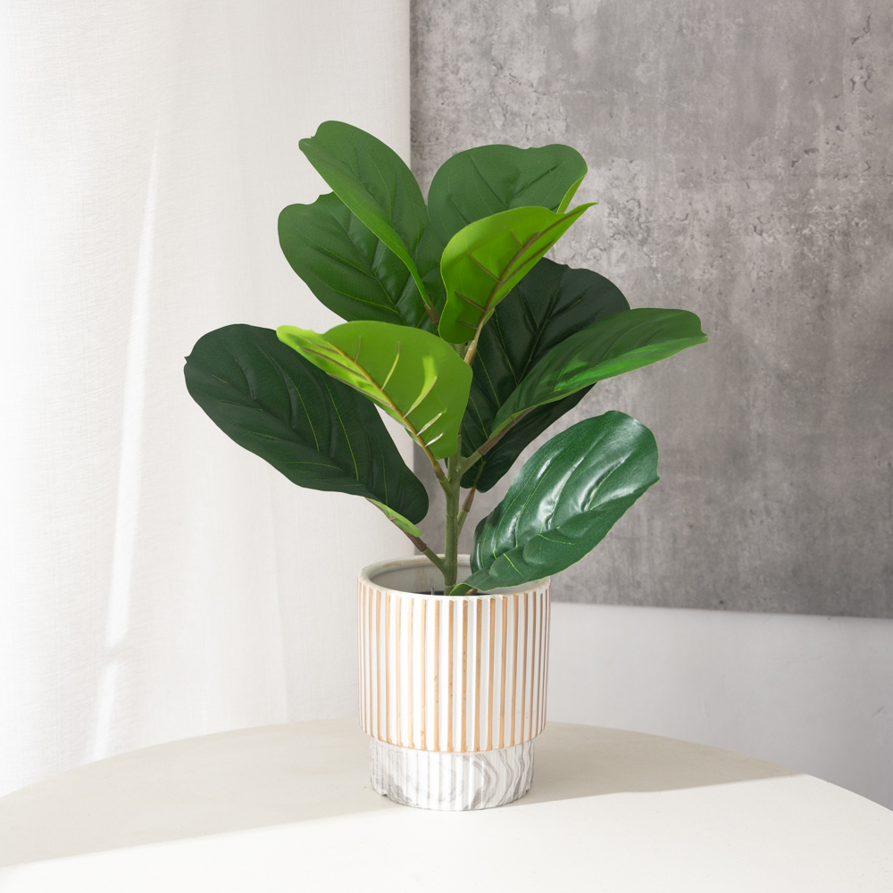 38cm 9 garpu Tanaman Ficus bua - Ficus Lyrata Tree ulasan dan harga